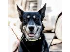 Adopt Koda a Black - with White Husky / Doberman Pinscher / Mixed dog in