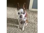 Adopt Kiwi a Boston Terrier dog in Windsor, CO (41498574)