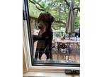 Adopt Nala a Brown/Chocolate Labrador Retriever / Mixed dog in Barrington