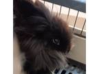 Adopt Pepper a Black Lionhead rabbit in Weatherford, TX (41539987)