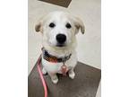 Adopt Luna a White - with Tan, Yellow or Fawn Alaskan Malamute / Great Pyrenees