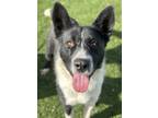 Adopt Jade a Black Border Collie / Akita / Mixed (short coat) dog in Red Bluff