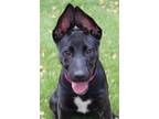 Adopt Baby Dallas a Black - with White Shepherd (Unknown Type) / Mixed dog in