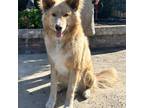 Adopt Hazel a Red/Golden/Orange/Chestnut Alaskan Malamute / Golden Retriever dog