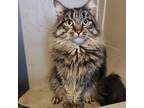 Adopt Jones a Brown Tabby Domestic Longhair cat in Lathrop, CA (41480431)