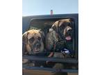 Adopt Bailey a Brindle Mastiff / Mixed dog in Cincinnati, OH (41539960)