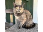 Adopt Barbie a Tortoiseshell Domestic Longhair cat in Lathrop, CA (41480429)