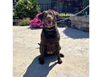 Adopt Babe a Brown/Chocolate Labrador Retriever dog in Lathrop, CA (41493862)
