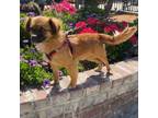 Adopt Skipper a Red/Golden/Orange/Chestnut Tibetan Spaniel dog in Lathrop