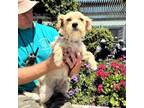 Adopt Winnie a Tan/Yellow/Fawn Wirehaired Fox Terrier dog in Lathrop