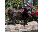 Adopt Oscar a Black Pomeranian dog in Lathrop, CA (41539958)