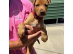 Adopt Scoobs a Tan/Yellow/Fawn American Pit Bull Terrier / Mixed Breed (Medium)
