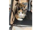 Adopt Dottie a Calico or Dilute Calico Calico / Mixed (short coat) cat in