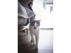 Adopt Tommy a Black & White or Tuxedo American Shorthair / Mixed (short coat)