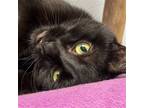 Adopt Onyx a All Black Domestic Shorthair / Mixed (short coat) cat in