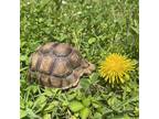 Adopt Mary Cassat a Tortoise reptile, amphibian, and/or fish in Uwchlan