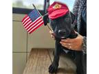 Adopt Buckley a Mixed Breed (Medium) / Mixed dog in Rancho Santa Fe