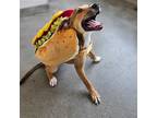 Adopt Layla a Mixed Breed (Medium) / Mixed dog in Rancho Santa Fe, CA (41539282)