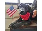 Adopt Nico a Brindle Mixed Breed (Medium) / Mixed dog in Rancho Santa Fe
