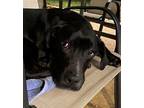 Adopt Chance a Black Shepherd (Unknown Type) / Labrador Retriever / Mixed dog in