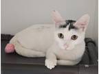 Adopt Hattie a Domestic Shorthair / Mixed cat in Salt Lake City, UT (41539935)