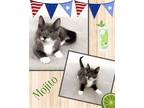 Adopt Mojito a Domestic Mediumhair / Mixed cat in Naples, FL (41539961)