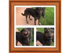 Adopt DUDE a Brindle German Shepherd Dog / Catahoula Leopard Dog / Mixed dog in
