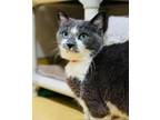 Adopt Honeybelle a Domestic Shorthair / Mixed cat in Edmonton, AB (41527054)