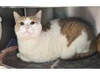 Adopt Milo a Domestic Shorthair / Mixed cat in Edmonton, AB (41539930)