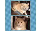 Adopt MURRY a Tan or Fawn (Mostly) Domestic Shorthair (short coat) cat in