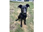 Adopt Kobe a Black Great Dane / Mixed dog in Bellflower, CA (41539911)