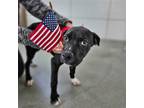 Adopt Davy a Mixed Breed (Medium) / Mixed dog in Rancho Santa Fe, CA (41539290)