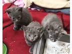 Adopt Lion King Pride a Gray or Blue Domestic Shorthair (short coat) cat in