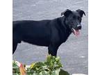 Adopt Lucky a Black Shepherd (Unknown Type) / Labrador Retriever / Mixed dog in