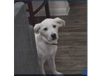 Adopt Luna a White Labrador Retriever / Labrador Retriever / Mixed dog in