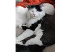 Adopt Samson a Black & White or Tuxedo Maine Coon / Mixed (long coat) cat in