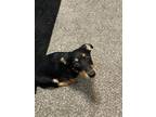 Adopt Rory a Black - with Brown, Red, Golden, Orange or Chestnut Dachshund /