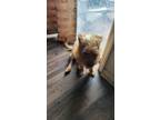 Adopt Max a Red/Golden/Orange/Chestnut Norwich Terrier / Mixed dog in Orlando