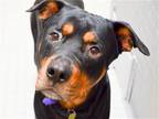 Adopt NIKO a Black Rottweiler / Mixed dog in Denver, CO (41533208)