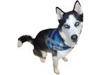 Adopt Bryson a Black - with White Husky / Mixed dog in Elizabeth, NJ (41539570)