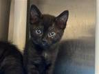 Adopt DEENA a All Black Domestic Mediumhair / Mixed (medium coat) cat in Tustin