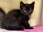 Adopt BABY BOO a All Black Domestic Mediumhair / Mixed (medium coat) cat in