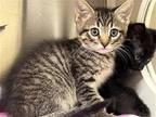Adopt CALI a Brown or Chocolate Domestic Mediumhair / Mixed (medium coat) cat in