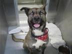 Adopt ACE a Akita / Mixed dog in Tustin, CA (41534326)