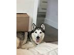 Adopt Zara a Siberian Husky / Mixed dog in Carrollton, TX (41486373)