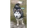 Adopt Cambria *Foster Needed* a Black - with White Siberian Husky / Mixed dog in