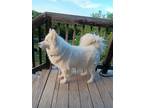 Adopt Miko *Special Needs* a White Siberian Husky / Mixed dog in Carrollton