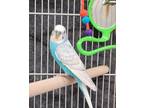 Adopt Guppy a Budgie bird in West Vancouver, BC (41539497)