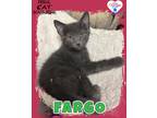 Adopt Fargo a Domestic Shorthair / Mixed (short coat) cat in Kingman