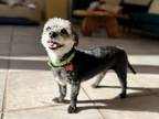 Adopt Myron a Black - with Gray or Silver Terrier (Unknown Type
